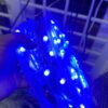 50M LED Rope Light – Blue Glow (Reel Pack)